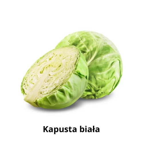 Kapusta biała.