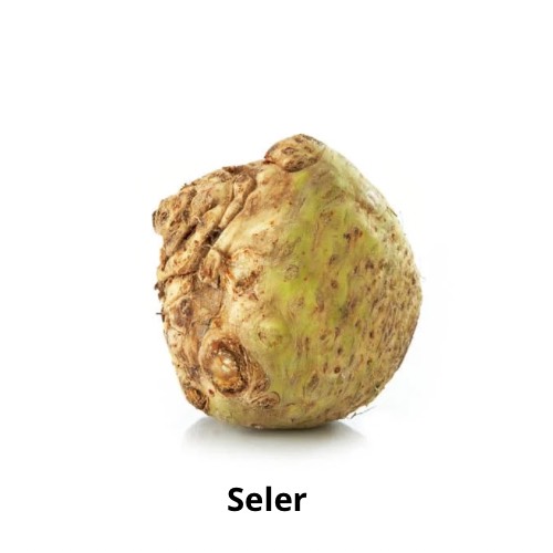 Seler korzeń.